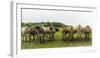 Jersey cattle-enricocacciafotografie-Framed Photographic Print