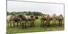 Jersey cattle-enricocacciafotografie-Mounted Photographic Print