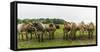 Jersey cattle-enricocacciafotografie-Framed Stretched Canvas