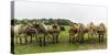 Jersey cattle-enricocacciafotografie-Stretched Canvas