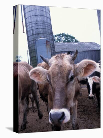 Jersey Cow at the Hurd Farm in Hampton, New Hampshire, USA-Jerry & Marcy Monkman-Stretched Canvas