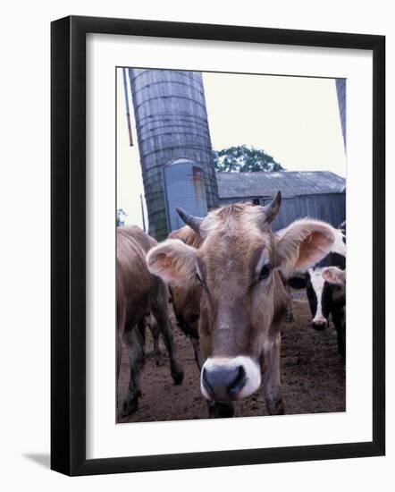 Jersey Cow at the Hurd Farm in Hampton, New Hampshire, USA-Jerry & Marcy Monkman-Framed Photographic Print