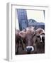 Jersey Cow at the Hurd Farm in Hampton, New Hampshire, USA-Jerry & Marcy Monkman-Framed Photographic Print