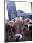 Jersey Cow at the Hurd Farm in Hampton, New Hampshire, USA-Jerry & Marcy Monkman-Mounted Photographic Print