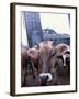 Jersey Cow at the Hurd Farm in Hampton, New Hampshire, USA-Jerry & Marcy Monkman-Framed Photographic Print