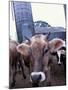 Jersey Cow at the Hurd Farm in Hampton, New Hampshire, USA-Jerry & Marcy Monkman-Mounted Photographic Print