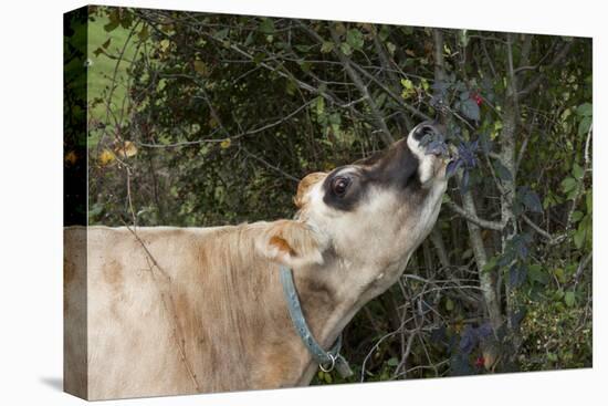 Jersey Cow Browsing on Leaves and Perhaps Wild Berries in High Pasture, S. Royalton-Lynn M^ Stone-Stretched Canvas