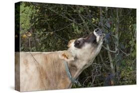 Jersey Cow Browsing on Leaves and Perhaps Wild Berries in High Pasture, S. Royalton-Lynn M^ Stone-Stretched Canvas