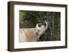 Jersey Cow Browsing on Leaves and Perhaps Wild Berries in High Pasture, S. Royalton-Lynn M^ Stone-Framed Photographic Print