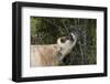 Jersey Cow Browsing on Leaves and Perhaps Wild Berries in High Pasture, S. Royalton-Lynn M^ Stone-Framed Photographic Print