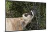 Jersey Cow Browsing on Leaves and Perhaps Wild Berries in High Pasture, S. Royalton-Lynn M^ Stone-Mounted Photographic Print