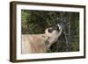 Jersey Cow Browsing on Leaves and Perhaps Wild Berries in High Pasture, S. Royalton-Lynn M^ Stone-Framed Photographic Print