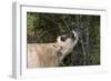 Jersey Cow Browsing on Leaves and Perhaps Wild Berries in High Pasture, S. Royalton-Lynn M^ Stone-Framed Photographic Print