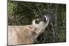 Jersey Cow Browsing on Leaves and Perhaps Wild Berries in High Pasture, S. Royalton-Lynn M^ Stone-Mounted Photographic Print