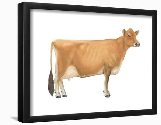 Jersey Cow, Dairy Cattle, Mammals-Encyclopaedia Britannica-Framed Poster