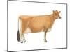 Jersey Cow, Dairy Cattle, Mammals-Encyclopaedia Britannica-Mounted Poster