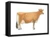 Jersey Cow, Dairy Cattle, Mammals-Encyclopaedia Britannica-Framed Stretched Canvas