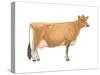 Jersey Cow, Dairy Cattle, Mammals-Encyclopaedia Britannica-Stretched Canvas