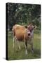 Jersey Cow-DLILLC-Stretched Canvas