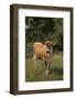 Jersey Cow-DLILLC-Framed Photographic Print