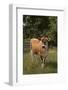 Jersey Cow-DLILLC-Framed Photographic Print