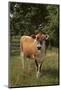 Jersey Cow-DLILLC-Mounted Photographic Print