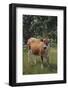 Jersey Cow-DLILLC-Framed Photographic Print