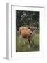 Jersey Cow-DLILLC-Framed Photographic Print