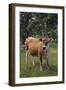 Jersey Cow-DLILLC-Framed Photographic Print