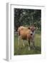 Jersey Cow-DLILLC-Framed Photographic Print