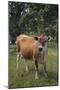 Jersey Cow-DLILLC-Mounted Photographic Print
