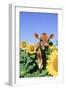 Jersey Cow-null-Framed Photographic Print