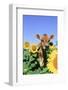 Jersey Cow-null-Framed Photographic Print