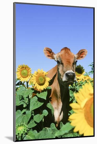 Jersey Cow-null-Mounted Photographic Print
