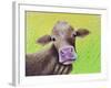 Jersey Cow-Michelle Faber-Framed Giclee Print