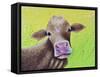 Jersey Cow-Michelle Faber-Framed Stretched Canvas