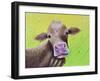 Jersey Cow-Michelle Faber-Framed Giclee Print