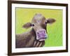 Jersey Cow-Michelle Faber-Framed Giclee Print