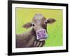 Jersey Cow-Michelle Faber-Framed Giclee Print