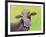 Jersey Cow-Michelle Faber-Framed Giclee Print