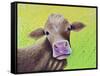 Jersey Cow-Michelle Faber-Framed Stretched Canvas