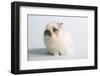 Jersey Wooly Rabbit (Breed) Color- Broken Chinchilla-Lynn M^ Stone-Framed Photographic Print