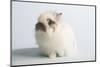 Jersey Wooly Rabbit (Breed) Color- Broken Chinchilla-Lynn M^ Stone-Mounted Photographic Print