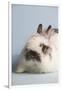 Jersey Wooly Rabbit (Breed) Color- Broken Chinchilla-Lynn M^ Stone-Framed Photographic Print