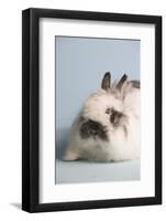 Jersey Wooly Rabbit (Breed) Color- Broken Chinchilla-Lynn M^ Stone-Framed Photographic Print