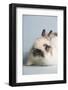 Jersey Wooly Rabbit (Breed) Color- Broken Chinchilla-Lynn M^ Stone-Framed Photographic Print