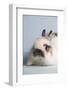 Jersey Wooly Rabbit (Breed) Color- Broken Chinchilla-Lynn M^ Stone-Framed Photographic Print