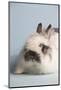 Jersey Wooly Rabbit (Breed) Color- Broken Chinchilla-Lynn M^ Stone-Mounted Photographic Print