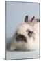 Jersey Wooly Rabbit (Breed) Color- Broken Chinchilla-Lynn M^ Stone-Mounted Photographic Print