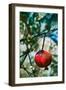 Jerusalem Pomegranate, 2016-Joy Lions-Framed Giclee Print